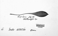 Uromyces statices image